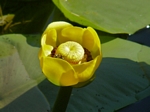 Yellow Pond Lily, Nuphar polysepalum