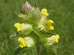 Yellow Rattle, Rhinanthus minor