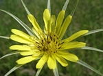 Yellow Salsify, Tragopogon dubius