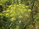 Wild Fennel, Foeniculum vulgare