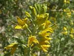 Bladderpod, Isomeris arborea