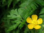 Creeping Buttercup, Ranunculus repens