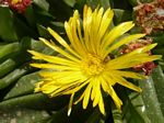 Glottiphyllum marlothii