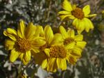 Paper Daisy, Psilostrophe cooperi