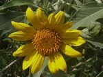 Mexican Tree Sunflower, Tithonia diversifolia