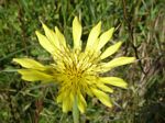 Meadow Salsify, Tragopogon pratensis
