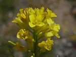 Wormseed Mustard, Erysimum cheiranthoides