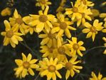 Woolly Eriophyllum, Eriophyllum lanatum 