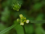 Woodland Buttercup, Ranunculus uncinatus