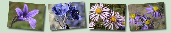 Blue and Purple Wildflowers Banner