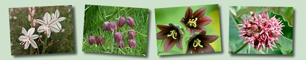 Other Coloured Wildflowers Banner