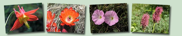 Red, Pink and Orange Wildflowers Banner