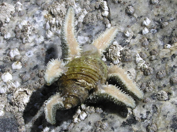 Six-rayed Sea Star attacks a Channeled Dogwinkle
