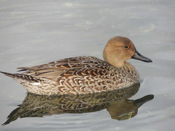 Female Northern Pintail