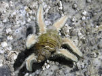 Six-rayed Sea Star