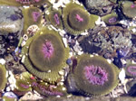 Anemones