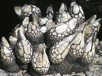 Barnacles