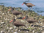 Oystercatchers