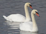 Swans