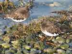 Turnstones