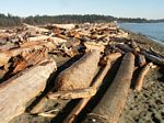 Logs On The Beach