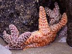 Two Starfish