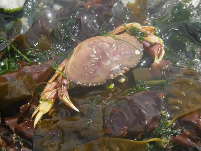Dungeness Crab