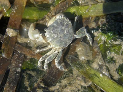 Purple Shore Crab