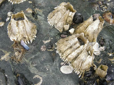 Giant Acorn Barnacles