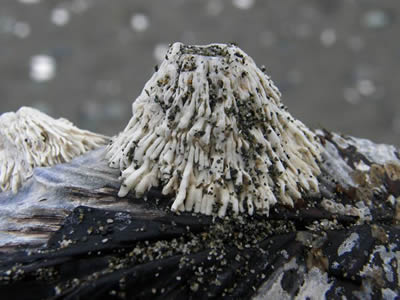 Thatched Barnacles, Semibalanus cariosus