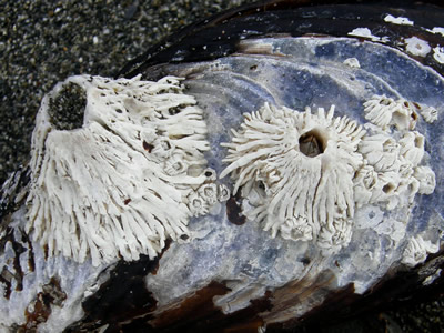 Thatched Barnacles, Semibalanus cariosus
