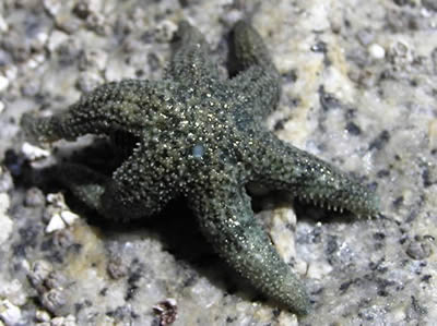 Six-rayed Sea Star