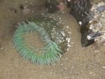 Green Anemone, Anthopleura xanthogrammica