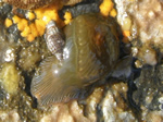 Proliferating Anemone, Epiactis prolifera