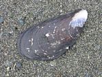 California Mussel, Mytilus californianus