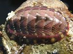 Blue Waved Chiton, Tonicella undocaerulea