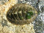 Woody Chiton, Mopalia lignosa