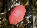 Gumboot Chiton, Cryptochiton stelleri