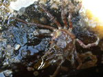 Kelp Crab, Scyra acutifrons