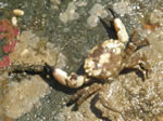 Black-clawed Crab, Lophopanopeus bellus