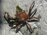 Graceful Kelp Crab, Pugettia gracilis 