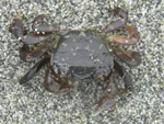 Purple Shore Crab, Hemigrapsus nudus