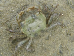 Yellow Shore Crab, Hemigrapsus oregonensis