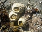 Giant Acorn Barnacle, Balanus nubilus