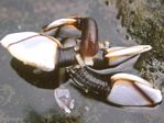 Common Goose Barnacle, Lepas anatifera