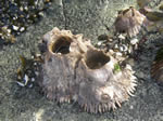 Shell Barnacle, Solidobalanus hesperius