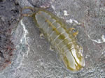 Kelp Isopod, Idotea wosnesenskii