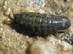 Kelp Isopod, Idotea wosnesenskii
