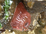 Brooding Anemone, Epiactis lisbethae