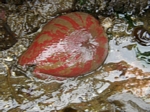 Painted Anemone, Urticina crassicornis